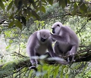 India Wildlife