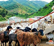 북한 삭주군에 염소목장 건설…"육아 정책 이행 위해"