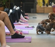 “배뇨 막으려고 물도 안 먹여”…반려견과 함께 하는 요가 ‘학대’ 논란