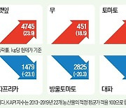 '극한 호우'에 작황 비상…블루베리값 뛰어