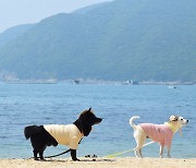 [바캉스 특집-경남 거제시] 전용 화장실·샤워장까지, 반려견과 함께 즐기는 명사해수욕장