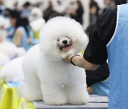 [Photo News] Top dogs