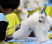 "예쁘게 부탁하개" KKF 전국 애견미용 콘테스트 [뉴시스Pic]