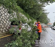 간판 떨어지고 나무 부러지고...부산 곳곳서 호우 피해 잇따라