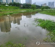 물에 잠긴 춘천 도심 산책로