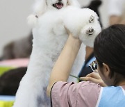 구석구석 애견미용