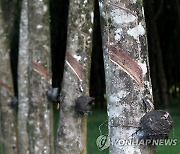 '세계2위' 고무수출국 인니, 기후변화로 5년새 수출량 30% 감소