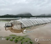 폭우로 물에 잠긴 청양군 비닐하우스