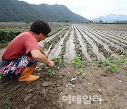 [포토]수해가 휩쓸고 간 현장