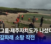 [영상] 제주 해안 악취 주범 '구멍갈파래'…중앙그룹-제주자치도가 나섰다