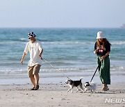 '펫보험' 살펴보니…가장 많이 가입된 견종은?