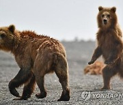 러시아 극동서 야생 곰·호랑이 공격에 사망 등 피해 잇따라