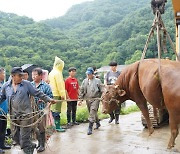 “수천 마리 소가 죽어갑니다”…충청권 덮친 폭우에 폐사 위기