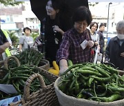 농민주일 맞은 명동성당 앞 농산물 판매장터