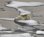 2030년 북극 얼음 소멸…재난영화 속 ‘극한기후’ 현실로