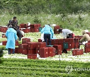 다시 장맛비 쏟아지기 전에