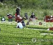 대관령 고랭지 양상추 수확