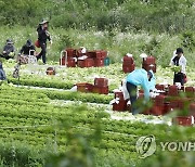 대관령 고랭지 양상추 수확