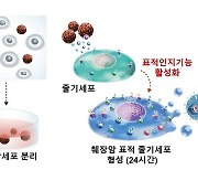 가천대 연구팀, 췌장암 표적 치료 원천기술 개발