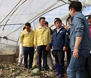 수마가 할퀴고 간 수박 재배 비닐하우스 찾은 박광온