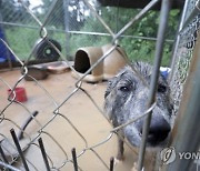 BISSELL Pet Foundation Saves More than 70 Dogs From Egregious Conditions In Mississippi