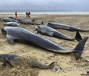 Britain Stranded Whales