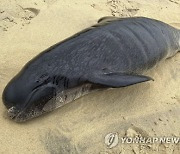 Britain Stranded Whales