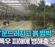 "문드러지고 흙 범벅".. 폭우 피해에 병해충 우려까지