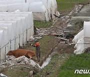 닷새째 호우경보 충남 누적강수량 600㎜…내일까지 250㎜ 더