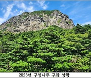 한라산 구상나무 개화량 92.7% 급감…2022년 그루당 120.2개→2023년 8.8개