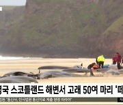 [이 시각 세계] 영국 스코틀랜드 해변서 고래 50여 마리 '떼죽음'