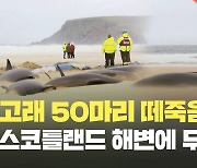 [현장영상] 영국 스코틀랜드 해변서 고래 50여 마리 떼죽음