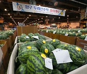 명품 ‘양구 수박’ 본격 출하···1만4000t 생산 154억 소득 예상