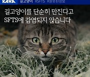 길고양이 단순히 만져 SFTS 감염?…전문가 "절대 아닐 것"