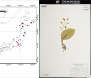 국립수목원, 국내 나리난초 3종 확인…분포도 제작