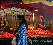 INDIA TOMATOES