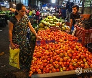 INDIA TOMATOES