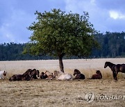 Germany Siesta