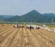 ‘수미’ 감자의 시대가 저물고 한국 토종 ‘통일’ 감자의 시대가 오다