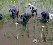 PHILIPPINES AGRICULTURE RICE