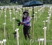 PHILIPPINES AGRICULTURE RICE