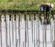 PHILIPPINES AGRICULTURE RICE