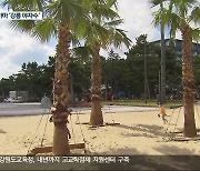 돈 먹는 하마 ‘강릉 야자수’…수목 관리에만 8억 원