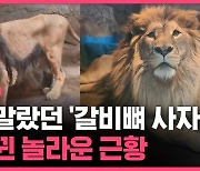 [스브스픽] 꼬리 흔들며 '으르렁'…삐쩍 말랐던 '갈비뼈 사자' 놀라운 근황