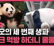 [스브스픽] 세 살 생일 맞아 연예인처럼 라방까지 하는 푸바오