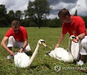 BRITAIN SWAN UPPING