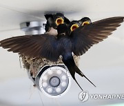 CCTV 위에 집 지은 제비 가족