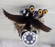 CCTV 위에 집 지은 제비 가족