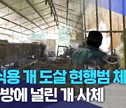 "식용 개 도살 현행범 체포".. 사방에 널린 개 사체