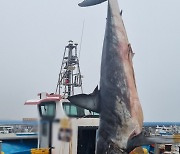 '길이 3m 청상아리' 포항 앞바다서 발견..."물놀이 주의해야"